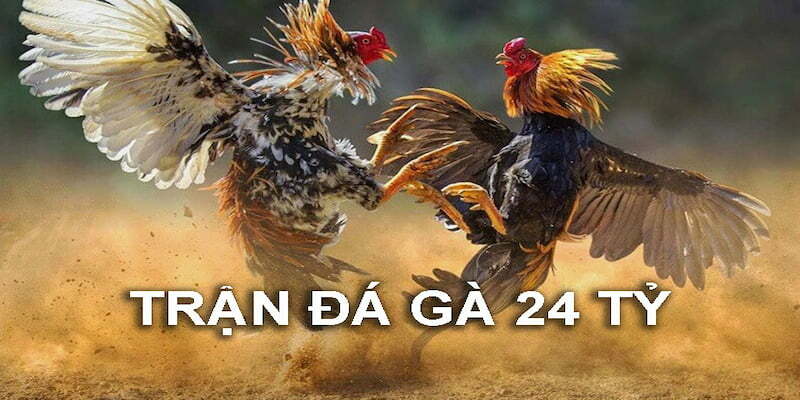 https://barleynectar.io/im/storage/bai-viet-lien-quan/tran-da-ga-24-ty-1.jpg