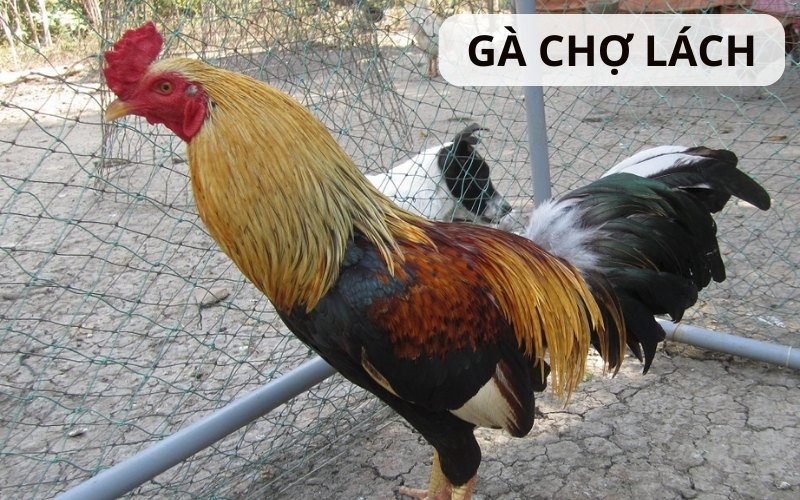 https://barleynectar.io/im/storage/cac-giong-ga/ga-cho-lach-1.jpg