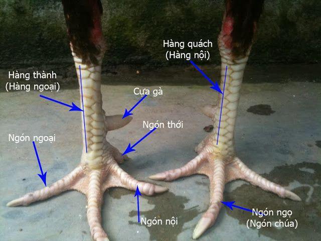 https://barleynectar.io/im/storage/kinh-nghiem/cach-xem-vay-ga-da-2.jpg