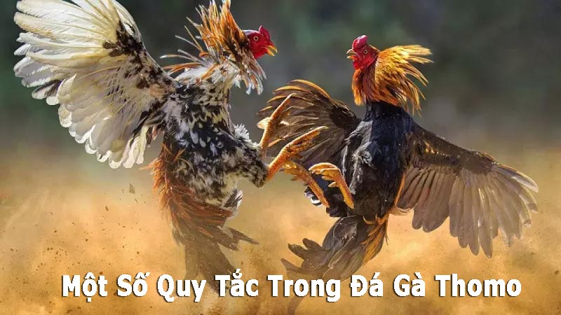 https://barleynectar.io/im/storage/luat-da-ga/luat-da-ga-thomo-1.jpg